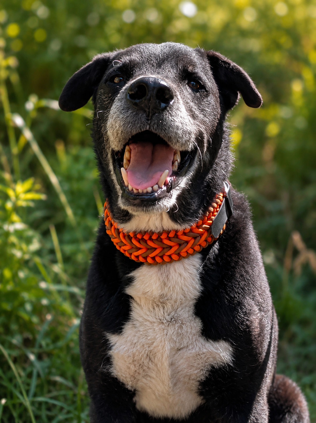 collar para perro
