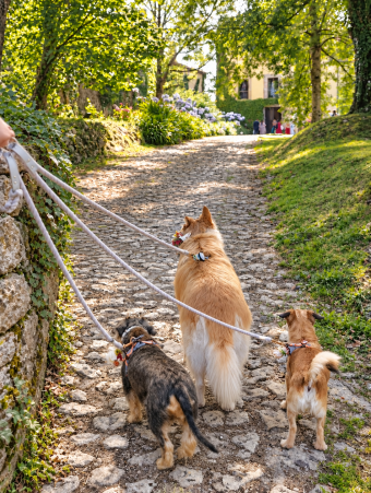 Acompañamiento de perros en bodas