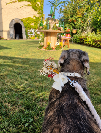 acompañamiento perro boda asturias