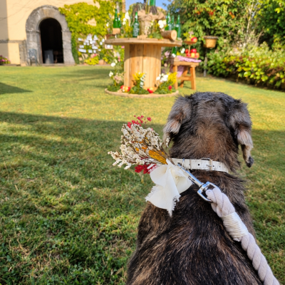Perros en bodas: cómo disfrutar de tu gran día junto a tu perro